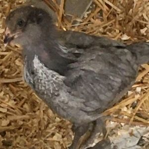 Meet your Posher, Kelli